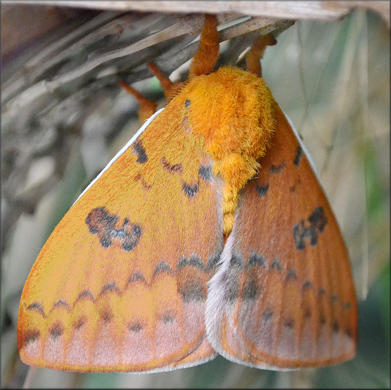  Io Moth [Automeris io] Female