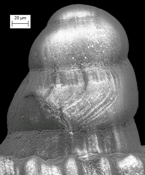 Cerithiopsis sp. cf. C. io Dall and Bartsch, 1911 Fossil