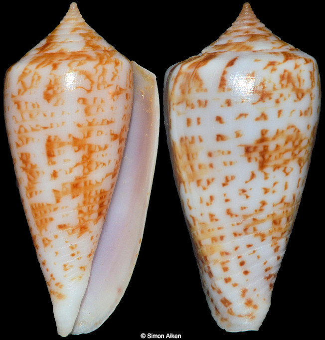 Conus iodostoma Reeve, 1843