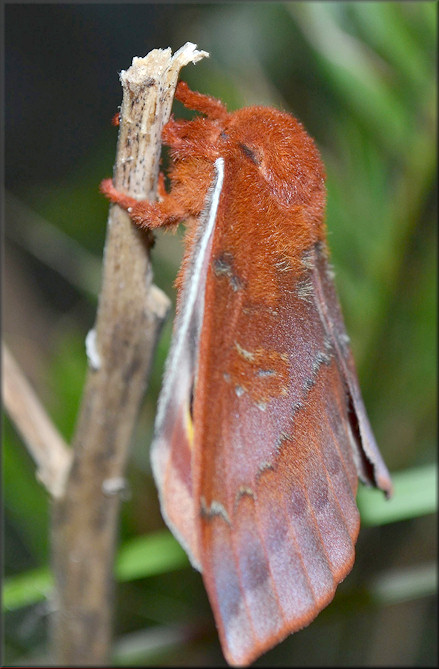 Io Moth [Automeris io] Male