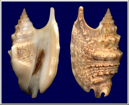 Euprotomus iredalei (Abbott, 1960)