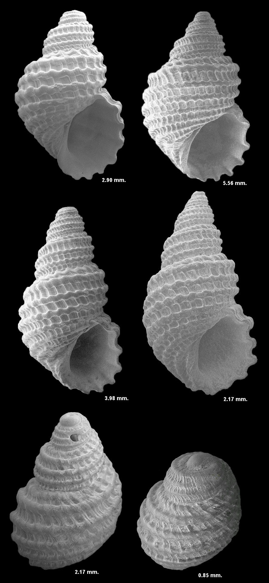 Iselica (Iselica) caloosaensis (Dall, 1890) Fossil