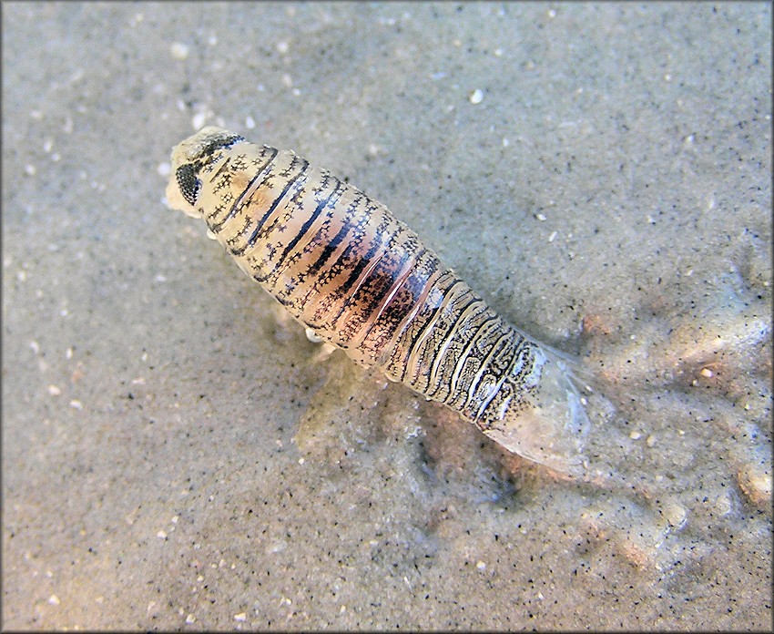 Isopod (possibly in the genus Rocinela)