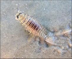 Isopod (possibly in the genus Rocinela)