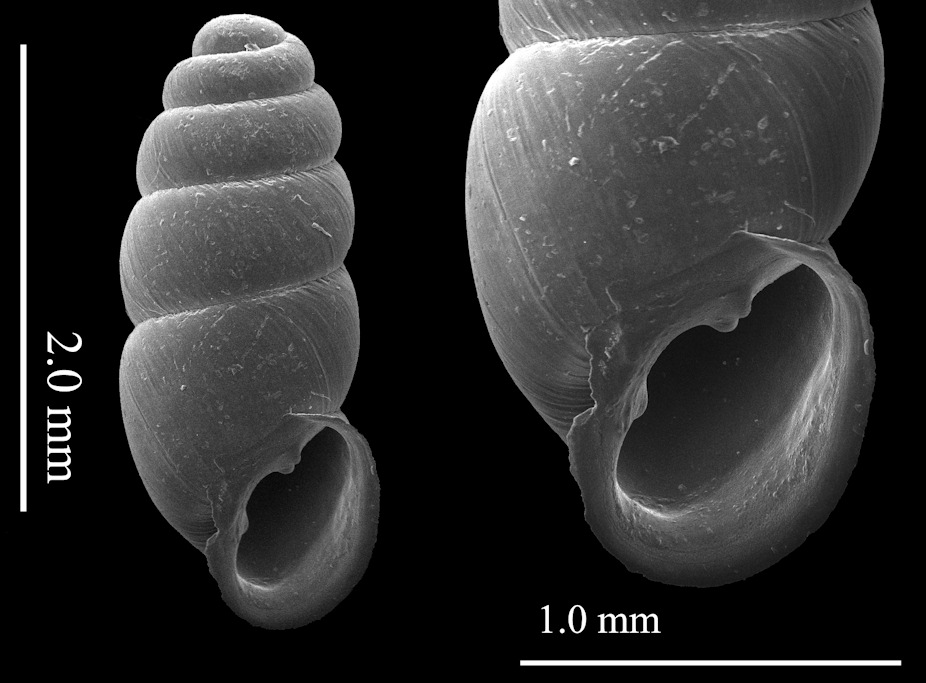 Gastrocopta corticaria (Say, 1817) Bark Snaggletooth