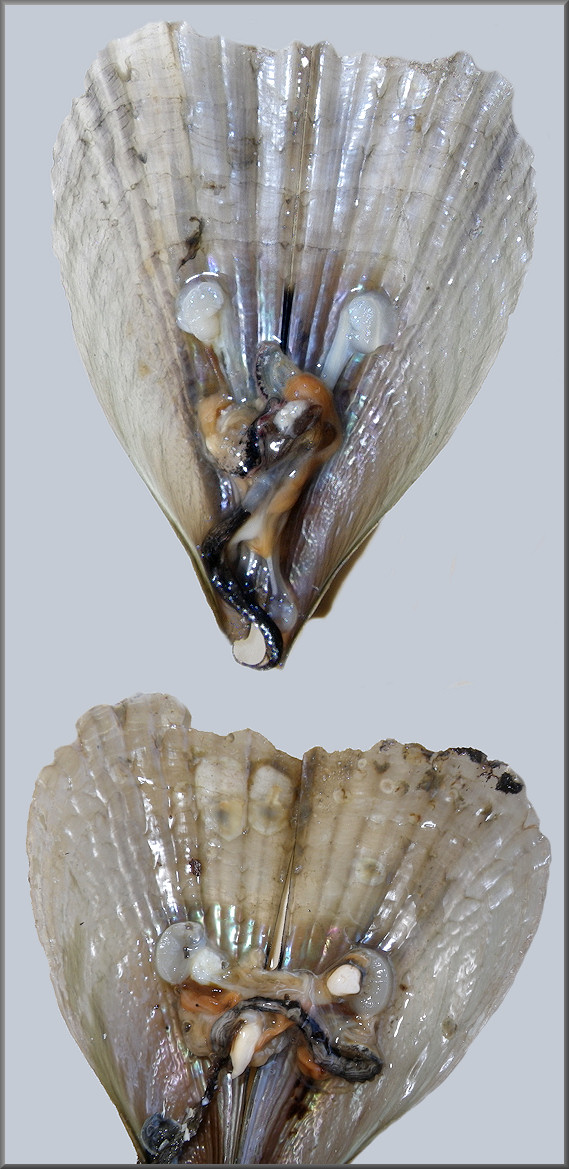 Atrina seminuda (Lamarck, 1819) Half-naked Penshell