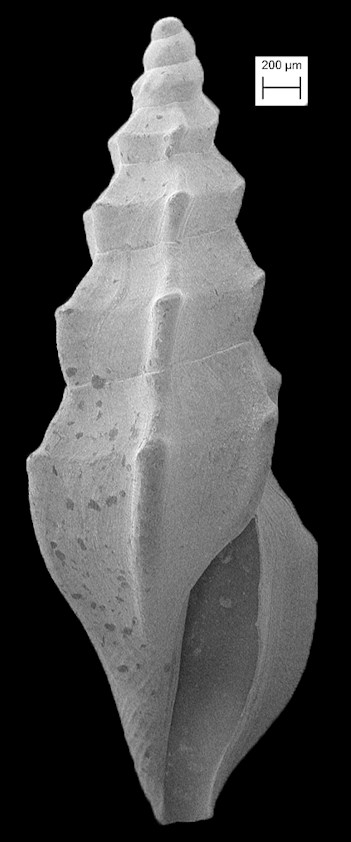 Ithycythara lanceolata (C. B. Adams, 1850) Spear Mangelia
