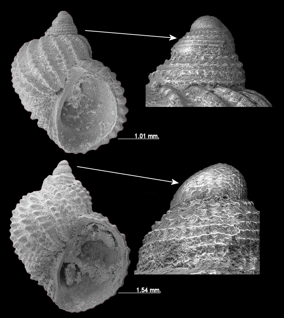 Vanikoro species of Severns (2011 174, pl. 71, figs. 3)