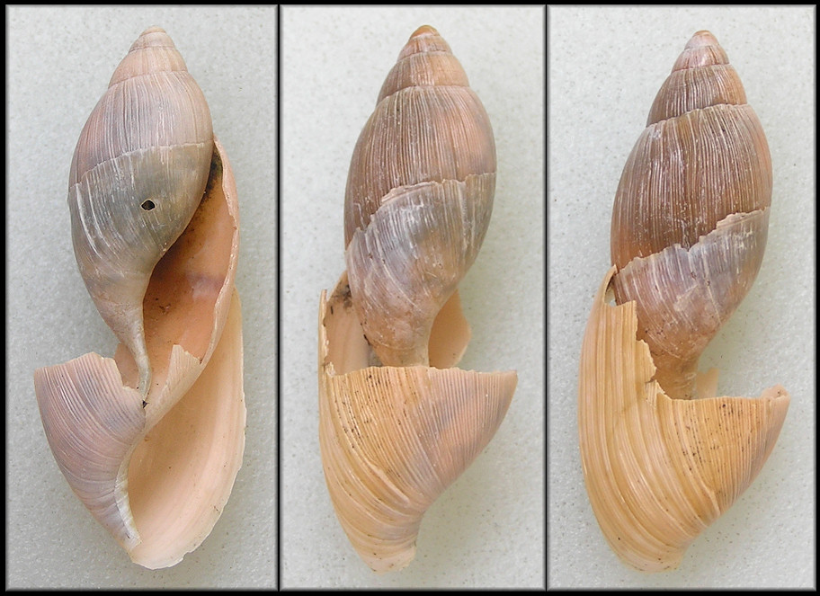 Euglandina rosea (Frussac, 1821) Rosy Wolfsnail