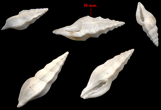 Ithycythara lanceolata (C. B. Adams, 1850) Spear Mangelia