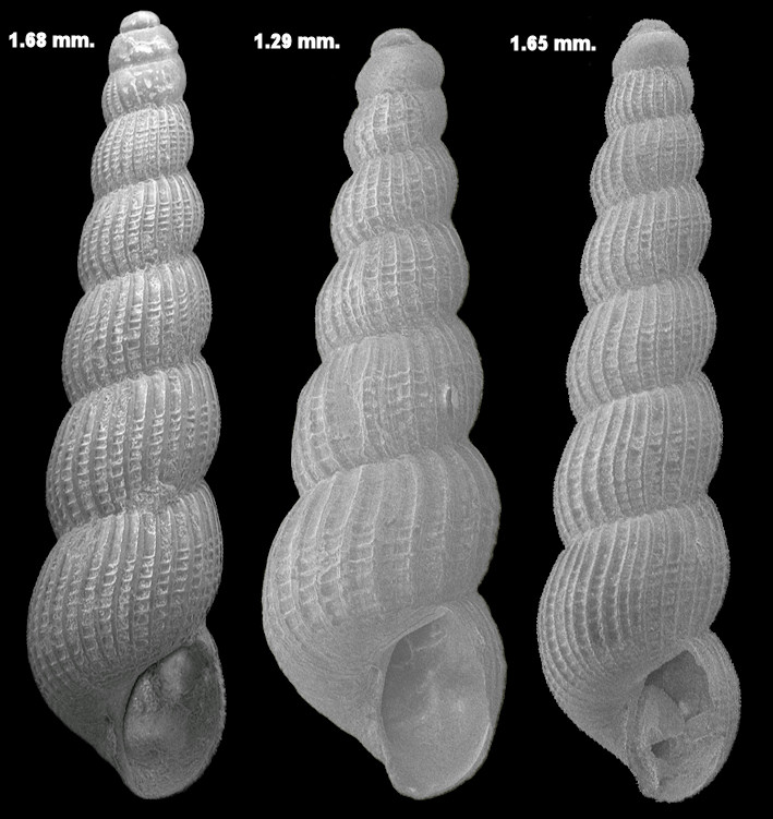 Graphis rotundata Nowell-Usticke, 1969