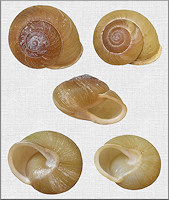  Neohelix species