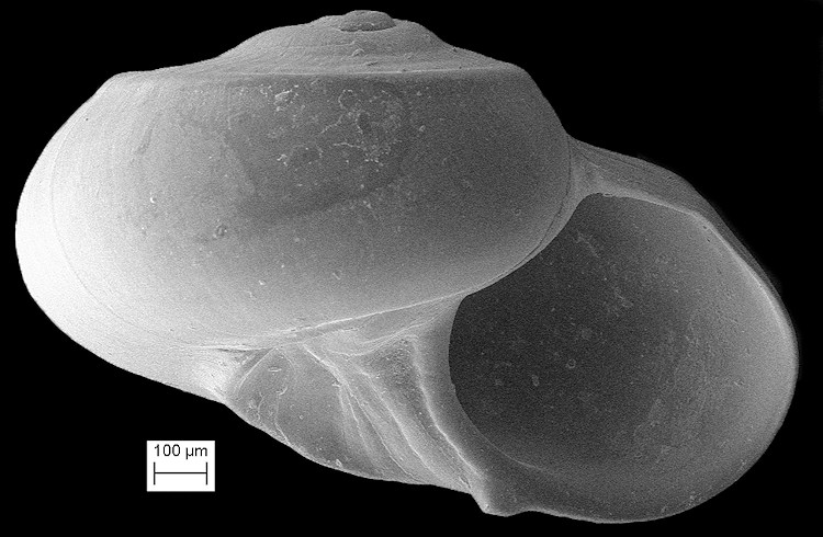 Teinostoma lituspalmarum Pilsbry and McGinty, 1945 Palm Beach Vitrinella