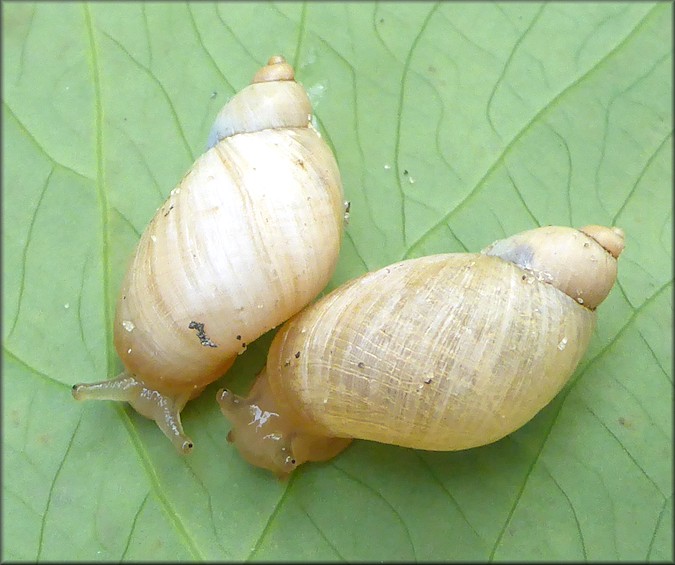 Succinea campestris Say, 1818 Crinkled Ambersnail