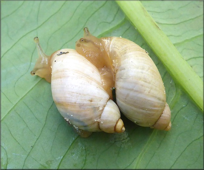 Succinea campestris Say, 1818 Crinkled Ambersnail