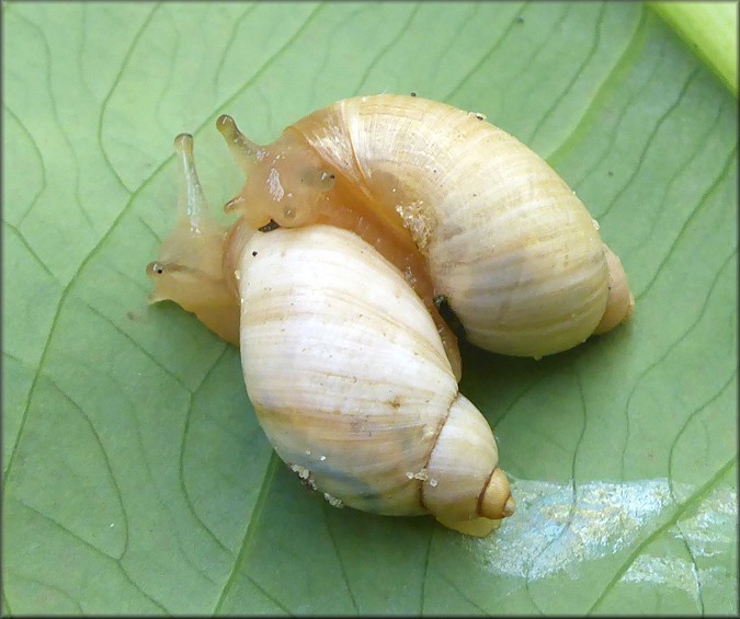 Succinea campestris Say, 1818 Crinkled Ambersnail