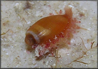 Erosaria acicularis (Gmelin, 1791) Atlantic Yellow Cowrie Juvenile