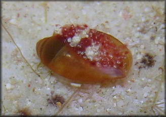 Erosaria acicularis (Gmelin, 1791) Atlantic Yellow Cowrie Juvenile