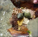 Stramonita haemastoma (Linnaeus, 1767) Florida Rocksnail Communal Egg Layin