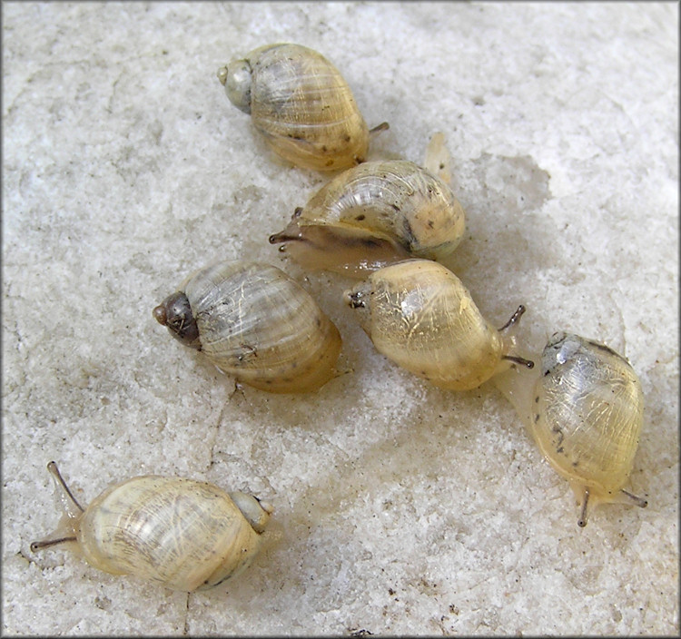 Succinea campestris Say, 1818 Crinkled Ambersnail ?