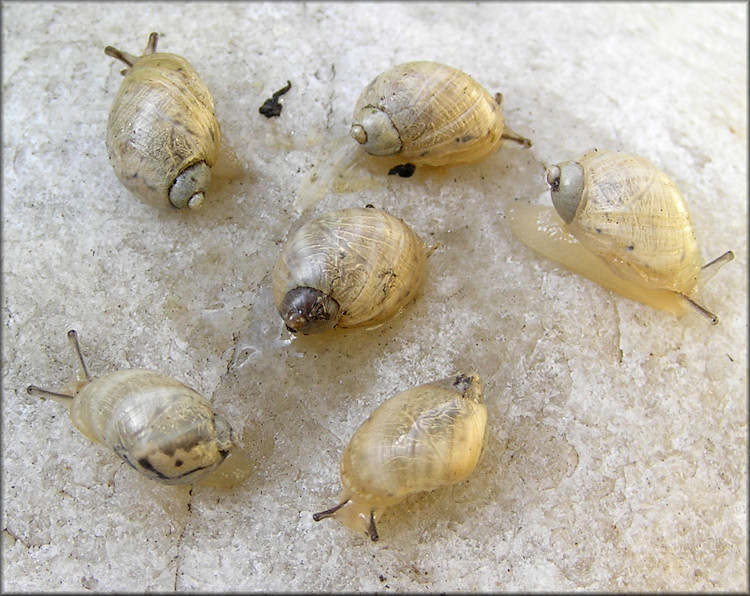 Succinea campestris Say, 1818 Crinkled Ambersnail ?