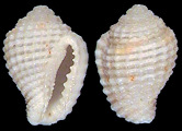 Morum janae D. Monsecour and Lorenz, 2011 Holotype (MNHN 24773)