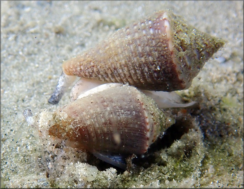 Conus jaspideus Gmelin, 1791 Probably Mating