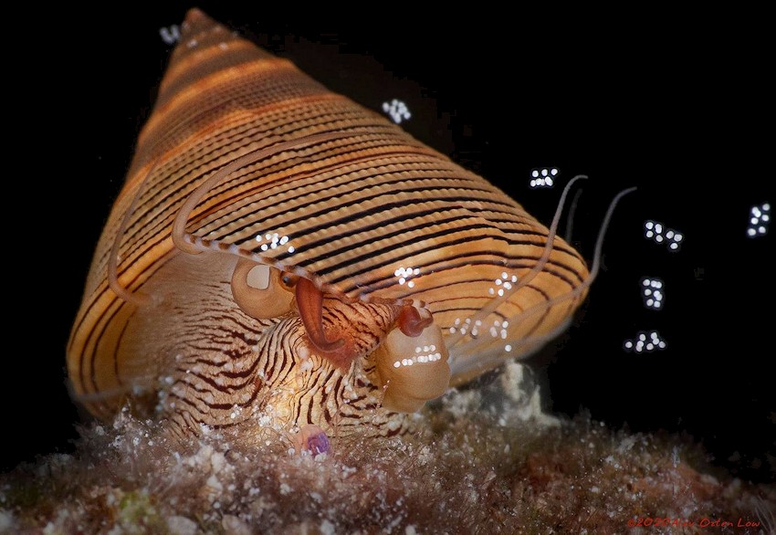 Calliostoma javanicum (Lamarck, 1822) Chocolate-line Topsnail Female Releasing Eggs