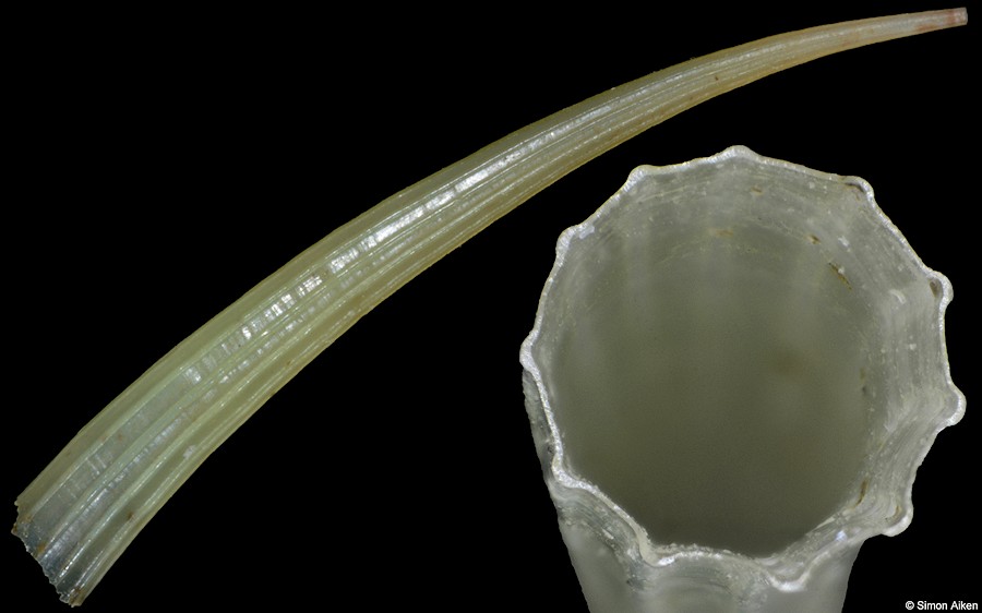 Dentalium javanum G. B. Sowerby II, 1860