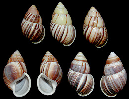 Amphidromus javanicus (Sowerby, 1841)