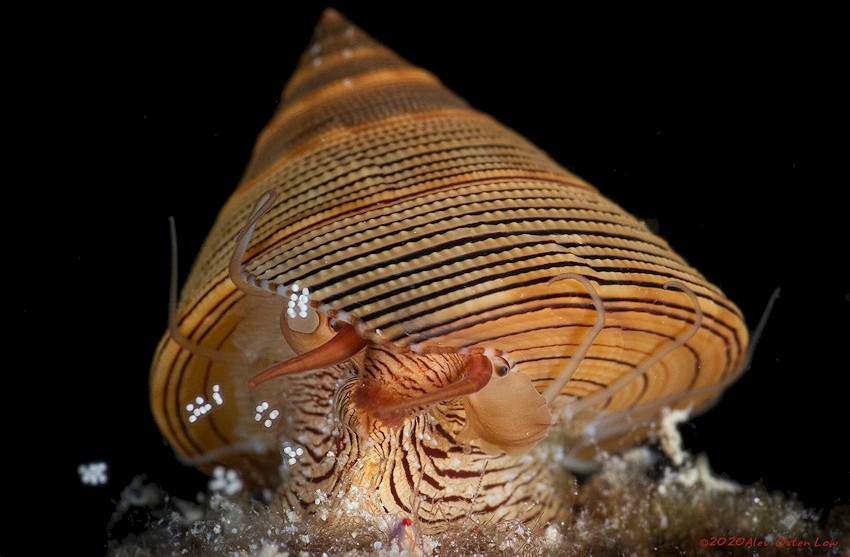 Calliostoma javanicum (Lamarck, 1822) Chocolate-line Topsnail Female Releasing Eggs