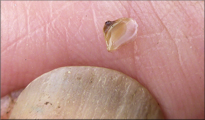 Pomacea diffusa (Blume, 1957) Spiketop Apple Snail Jaws