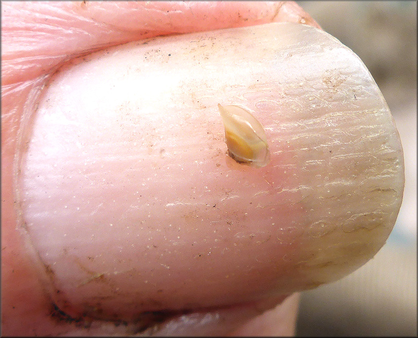Pomacea diffusa (Blume, 1957) Spiketop Apple Snail Jaws