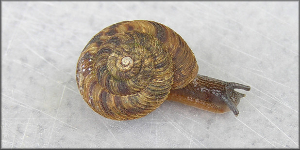 Anguispira jessica Kutchka, 1938 Mountain Tigersnail