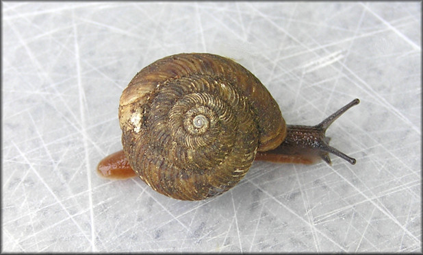 Anguispira jessica Kutchka, 1938 Mountain Tigersnail