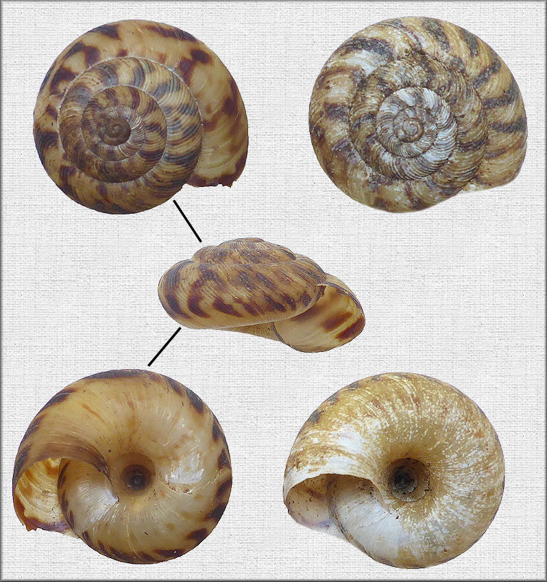 Anguispira jessica Kutchka, 1938 Mountain Tigersnail