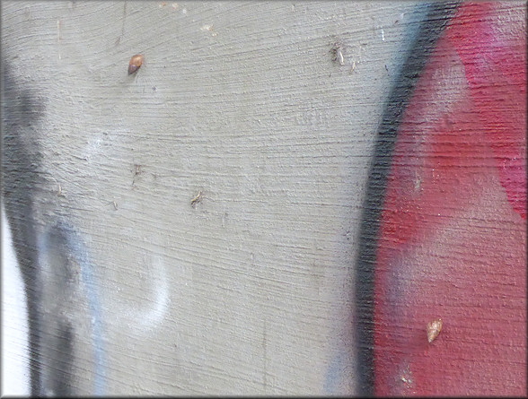 Bulimulus on the concrete bridge supports