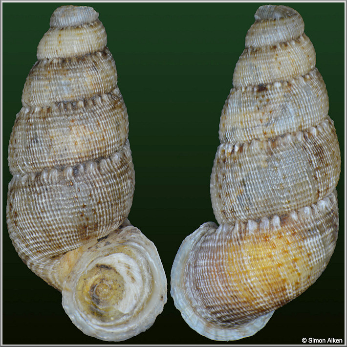 Troschelvindex jiguanensis (L. Pfeiffer, 1861)