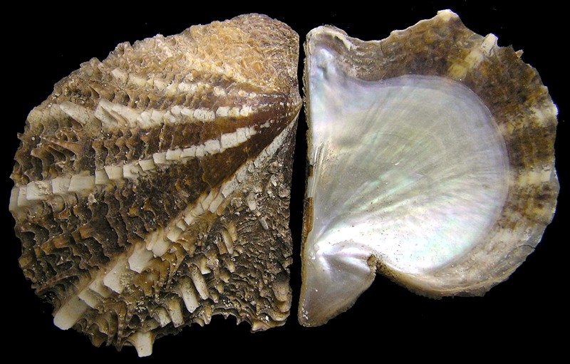 Pinctada imbricata imbricata Röding, 1798 Atlantic Pearl-oyster
