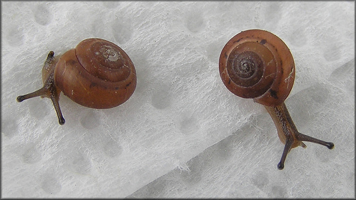 Praticolella jejuna (Say, 1821) Florida Scrubsnail