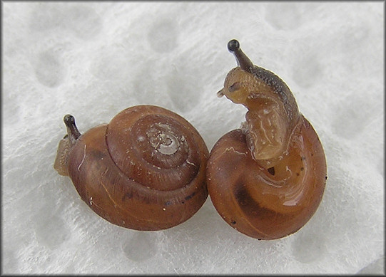 Praticolella jejuna (Say, 1821) Florida Scrubsnail