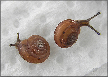 Praticolella jejuna (Say, 1821) Florida Scrubsnail