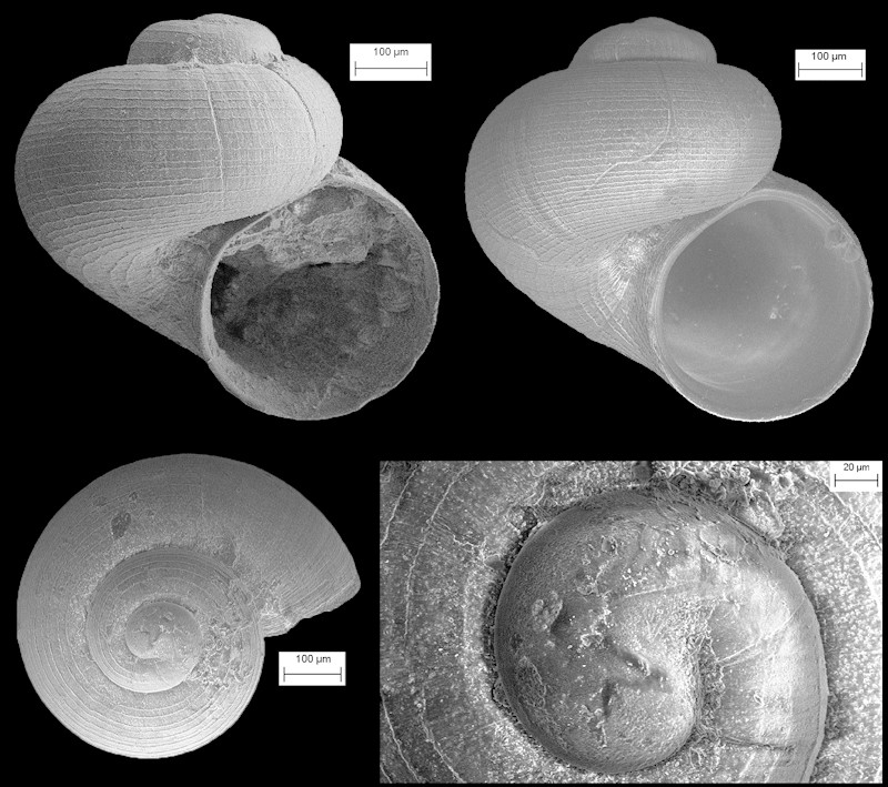 Skenea smithfieldensis (Olsson, 1916) Fossil