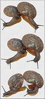 Anguispira cumberlandiana (I. Lea, 1840) Cumberland Tigersnail