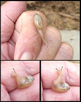 Euglandina rosea (Frussac, 1821) Juvenile