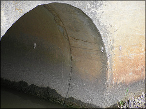 Pomacea Egg Clutches Deposited On Culvert (30.22624N 081.58437W)