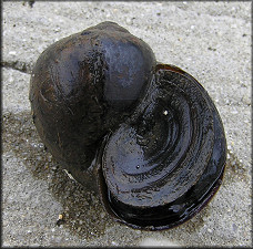 Live Pomacea paludosa (Say, 1829) Found Near Culvert