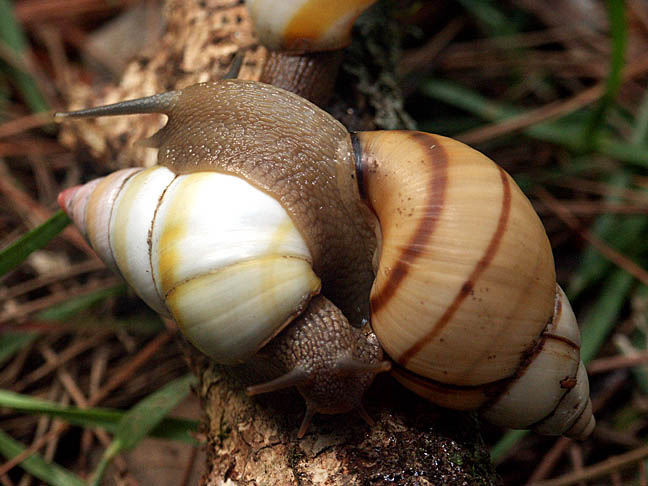 Liguus fasciatus Mller 1774 Florida Tree Snail