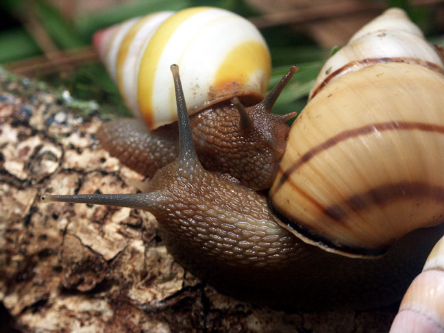 Liguus fasciatus Mller 1774 Florida Tree Snail