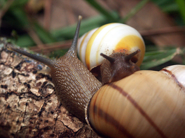 Liguus fasciatus Mller 1774 Florida Tree Snail